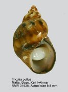 Tricolia pullus pullus (5)